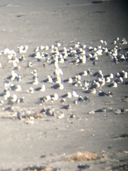 Leucophaeus modestus