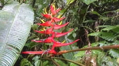 Heliconia lankesteri image