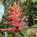 Heliconia lankesteri rubra - Photo (c) Marco Acuña, some rights reserved (CC BY-NC), uploaded by Marco Acuña