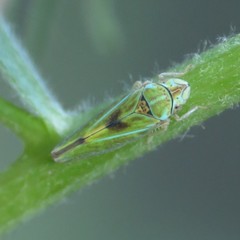 Graphocephala ignava