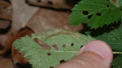 Pterygota