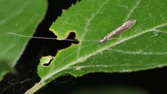 Leptocerus americanus