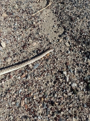 Arizona elegans candida