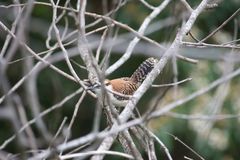 Campylorhynchus rufinucha