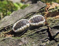 Eriococcus spurius