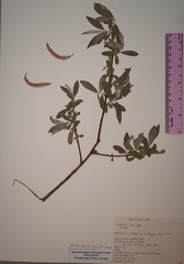 Salix alba alba