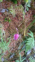 Utricularia unifolia