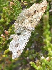 Macaria alternata