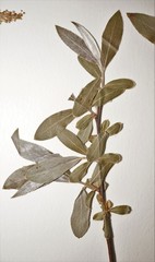 Salix alba alba