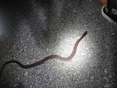 Nerodia fasciata × clarkii