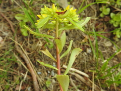 Phedimus kamtschaticus