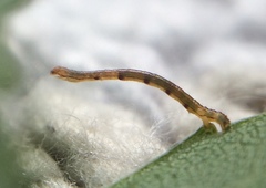 Campaea perlata