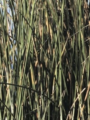 Tachuris rubrigastra