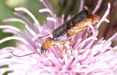 Cantharis nigra