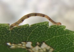 Campaea perlata