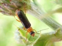 Cantharis nigra