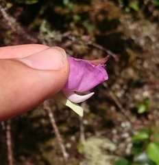 Utricularia unifolia