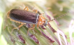 Cantharis nigra