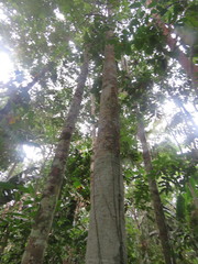 Aspidosperma parvifolium