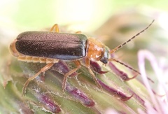 Cantharis nigra