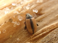 Phyllotreta armoraciae