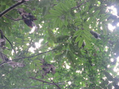 Aspidosperma parvifolium