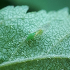 Cacopsylla peregrina