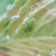 Cacopsylla peregrina