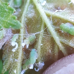 Cacopsylla peregrina