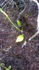 Utricularia unifolia
