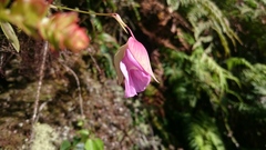 Utricularia unifolia