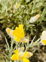 Echinospartum ibericum