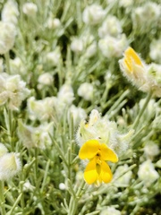 Echinospartum ibericum