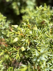 Juniperus navicularis