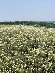 Echinospartum ibericum