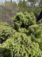 Juniperus navicularis