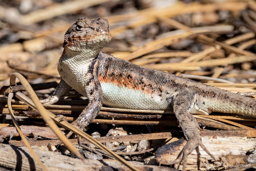 Southern Sagebrush Lizard, San Bernardino County, CA, USA, photo 8 of 10