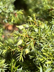Juniperus navicularis