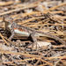 Common Sagebrush Lizard - Photo (c) Cam Stewart, some rights reserved (CC BY-NC), uploaded by Cam Stewart