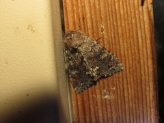 Melanchra pulverulenta