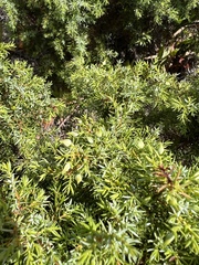 Juniperus navicularis