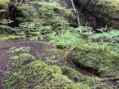 Corydalis scouleri