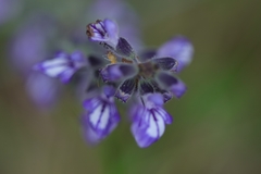 Salvia urticifolia