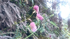 Utricularia unifolia