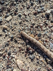 Arizona elegans candida