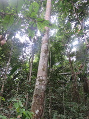 Brosimum guianense