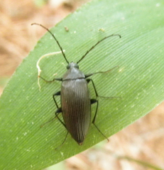 Capnochroa fuliginosa