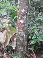 Brosimum guianense