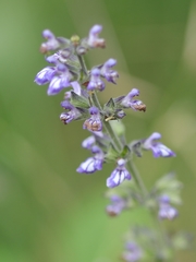 Salvia urticifolia