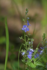 Veronica chamaedrys
